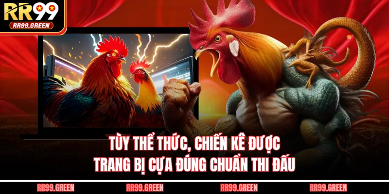 Tùy thể thức, chiến kê được trang bị cựa đúng chuẩn thi đấu
